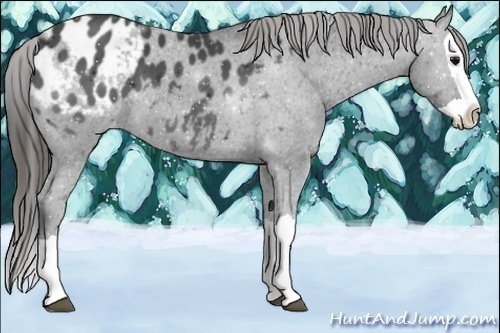 Horse Color:Black Splash Appaloosa 