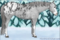 Horse Color:Black Splash Appaloosa 