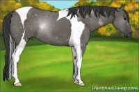 Horse Color:Grullo Tobiano 