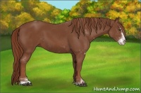 Horse Color:Chestnut Sabino