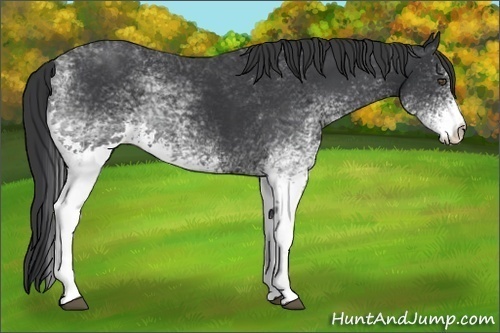 Horse Color:White Spotted Black 