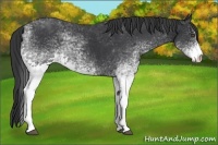 Horse Color:White Spotted Black