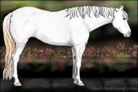 Horse Color:White Spotted Buckskin Dun Appaloosa