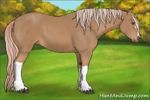 Horse Color:Palomino 