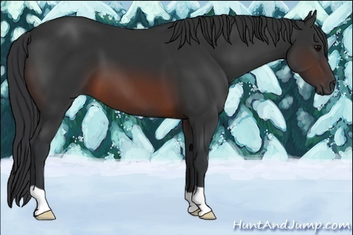 Horse Color:Brown 