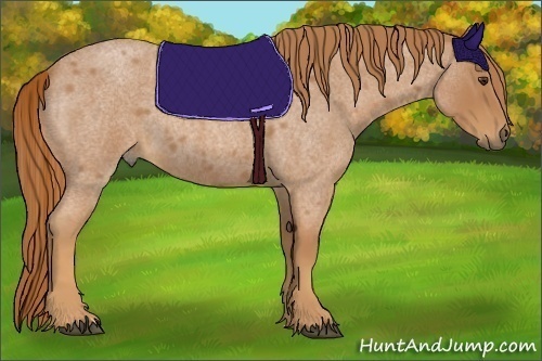 Horse Color:Red Roan 
