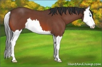 Horse Color:Bay Roan Splash