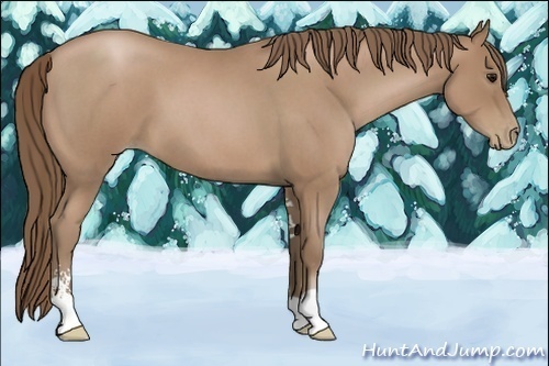 Horse Color:Blue Roan Pearl Sabino 