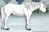 Horse Color:Gray Bay
