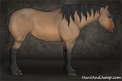 Horse Color:Bay Dun