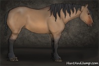 Horse Color:Bay Dun