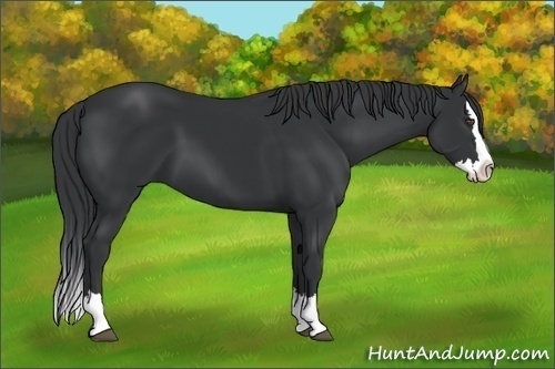 Horse Color:Black Sabino Splash