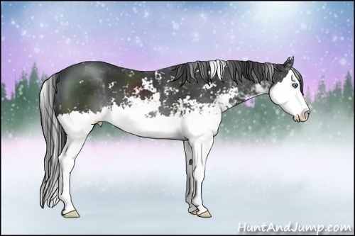 Horse Color:Black Sabino Splash