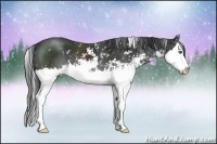 Horse Color:Black Sabino Splash 