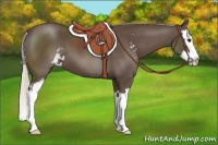 Horse Color:Silver Black Sabino Splash