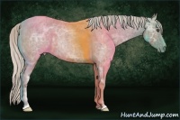 Horse Color:Silver Grullo Ice Roan Rabicano