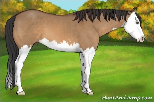 Horse Color:Bay Dun Sabino Splash 