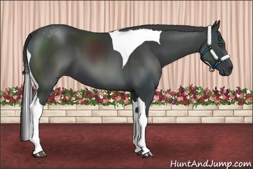 Horse Color:Black Tobiano 