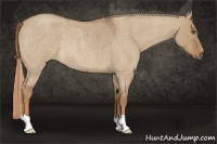 Horse Color:Red Dun Roan Frame Rabicano
