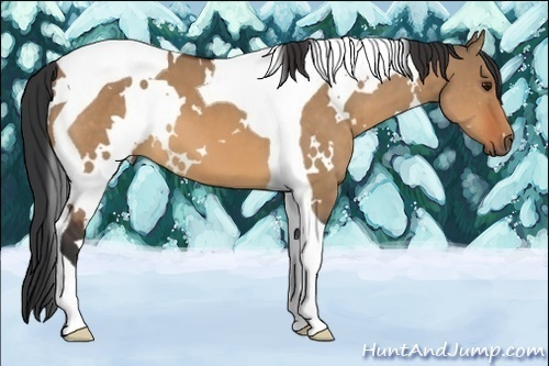 Horse Color:White Spotted Bay Dun Tobiano