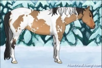 Horse Color:White Spotted Bay Dun Tobiano