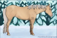 Horse Color:Silver Amber Champagne Sabino