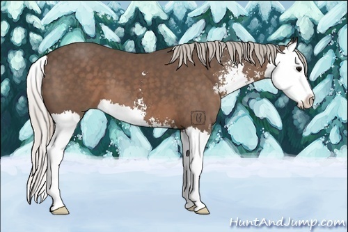 Horse Color:Silver Black Sabino Splash
