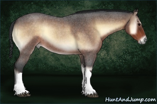 Horse Color:Bay Roan Onyx
