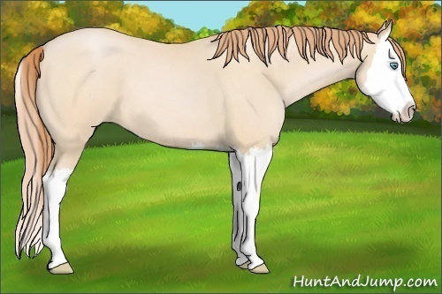 Horse Color:Buckskin Roan Pearl Splash 
