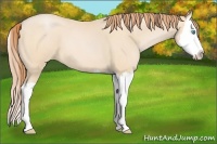 Horse Color:Buckskin Roan Pearl Splash 