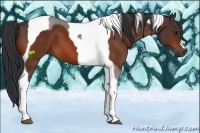 Horse Color:Bay Tobiano 