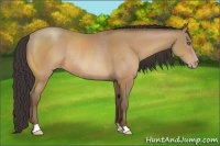 Horse Color:Amber Champagne Rabicano 