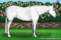 Horse Color:Liver Chestnut Near Leopard 