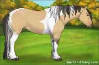 Horse Color:Buckskin Dun Tobiano