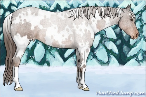 Horse Color:White Spotted Liver Chestnut Varnish 