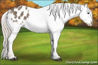 Horse Color:Chocolate Palomino Sabino Blanket 
