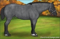 Horse Color:Blue Roan 