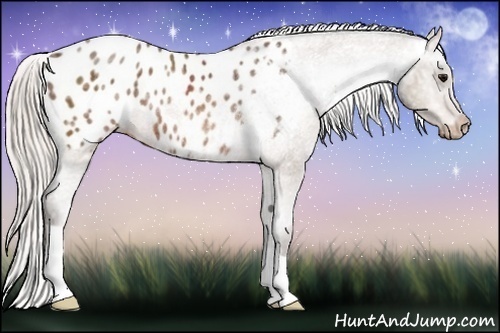 Horse Color:Silver Brown Ice Appaloosa Rabicano 