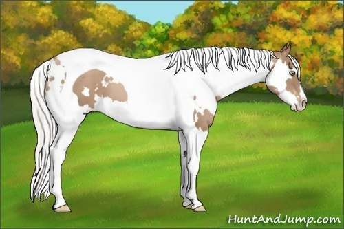 Horse Color:White Spotted Silver Black Pearl Splash Tobiano Frame 