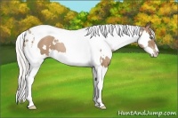 Horse Color:White Spotted Silver Black Pearl Splash Tobiano Frame 