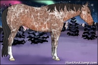 Horse Color:Bay Ice