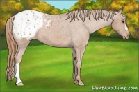 Horse Color:Chestnut Appaloosa 