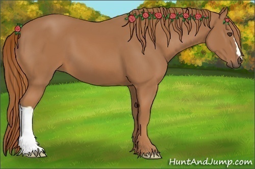 Horse Color:Chestnut 