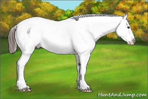 Horse Color:White Spotted Liver Chestnut Blanket 