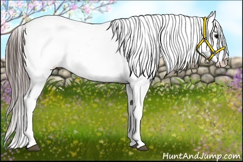 Horse Color:Black Splash Appaloosa 