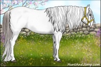 Horse Color:Black Splash Appaloosa
