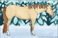 Horse Color:Gold Champagne Dun 
