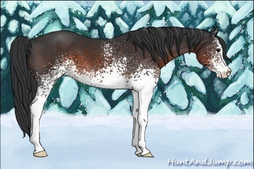 Horse Color:White Spotted Brown