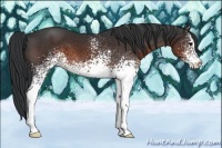 Horse Color:White Spotted Brown 