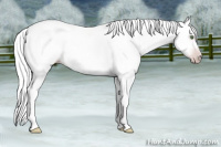 Horse Color:Gray Silver Classic Champagne Roan Splash Tobiano 